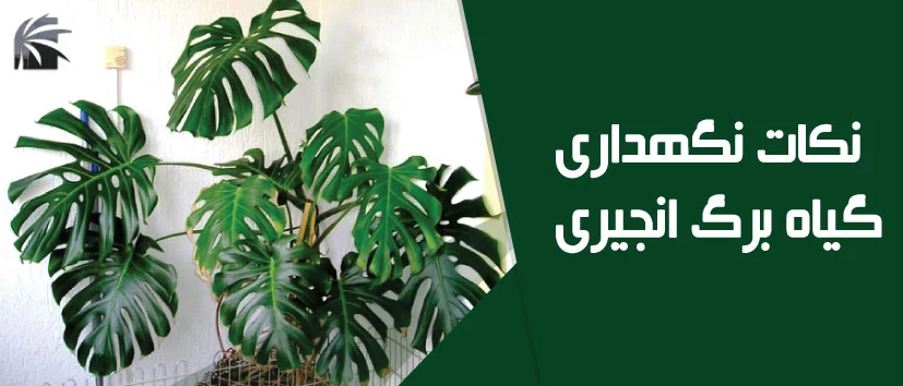 monstera-deliciosa-maintanance-tips