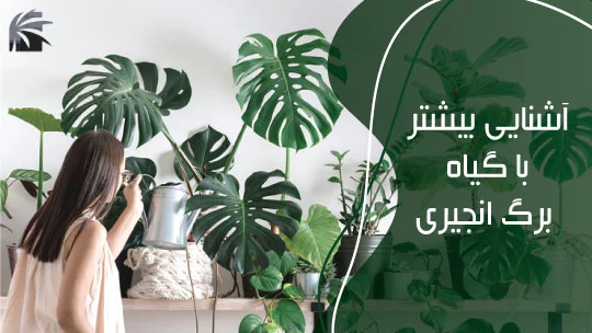 monstera-deliciosa-maintanance-tips