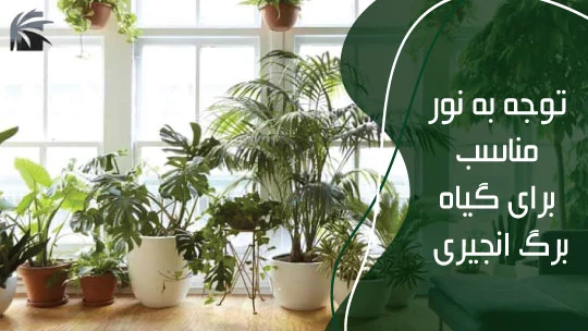 monstera-deliciosa-maintanance-tips