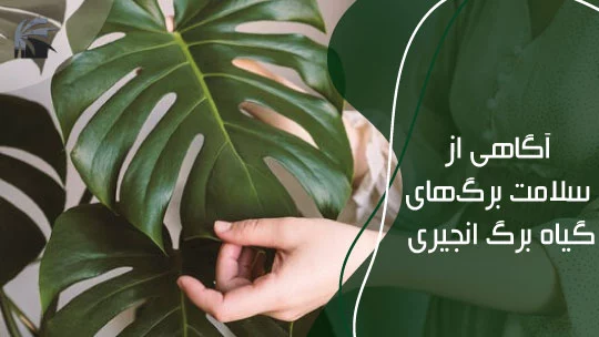 monstera-deliciosa-maintanance-tips