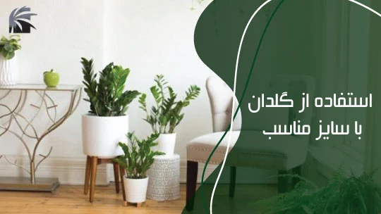 استفاده از گلدان با سایز مناسب بسیاری از افراد به نوع گلدان و سایز آن توجهی ندارند و اهمیت آن را در رابطه با رشد گیاهان را نادیده می‌گیرند. سایز گلدان در رشد گیاه بسیار تاثیر داشته و در صورتی که گلدان از فضای کافی جهت رشد ریشه‌های گیاه برخوردار نباشد، باعث پوسیدگی آن خواهد شد. برای همین هر زمانی که احساس کردید ریشه گیاه از زیر گلدان خارج شده و فضای آن ناکافی است، بهتر است برای تعویض آن اقدام کنید. در ابتدا سایز گلدان را یک سایز و با بزرگتر شدن گیاه آن را به 2 سایز افزایش دهید. با تعویض گلدان و ایجاد فضای کافی، رشد ریشه‌ها و در نتیجه گیاه بیشتر خواهد شد.