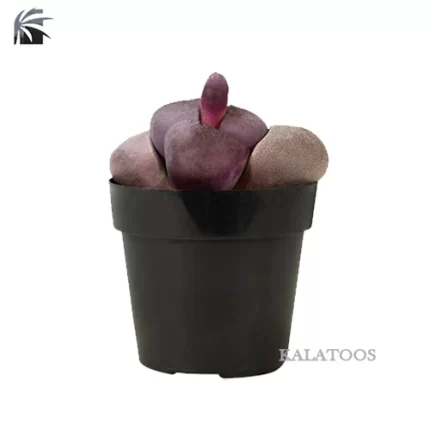 pleiospilos-nelii-plant