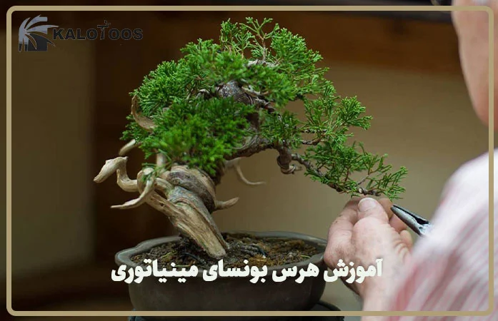 miniature-bonsai-pruning-training