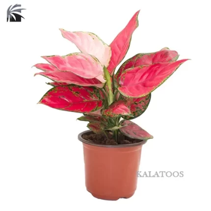 aglaonema-pink-plant