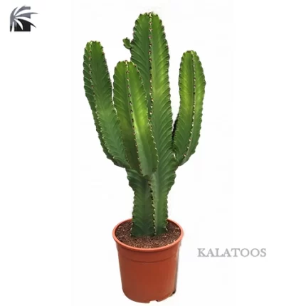 euphorbia-ingens-plant