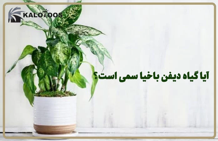 is-diffenbachia-amoena-poisonous