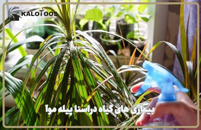 disease-of-dracena-rikki