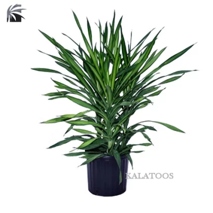 plant-pilea-cadierii