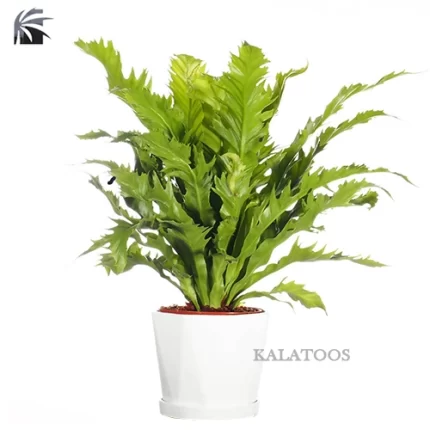 asplenium-nidus-plant