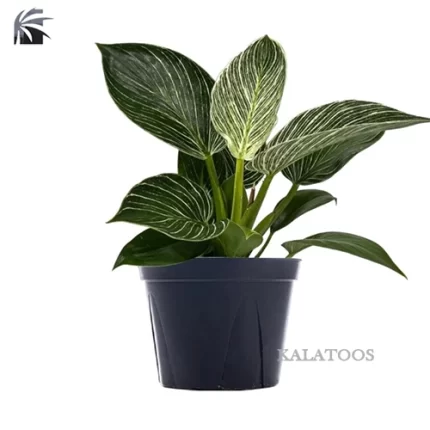 philodendron-birkin-plant