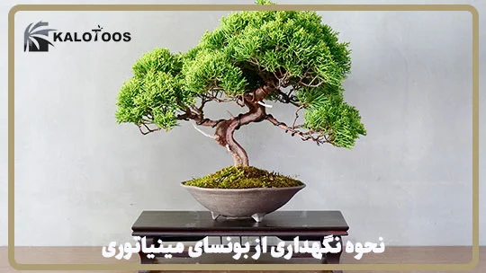 miniature-bonsai-pruning-training