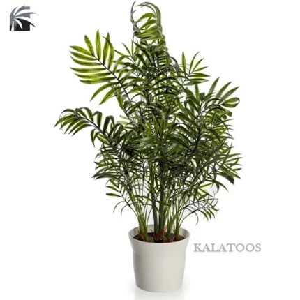 areca-palm-plant