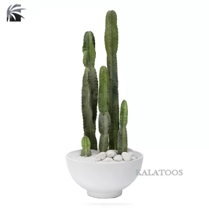 cereus-peruvianus-plant