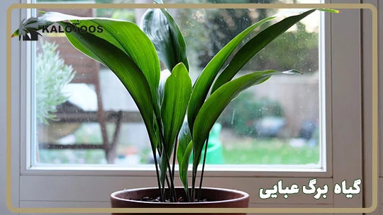 برگ عبایی