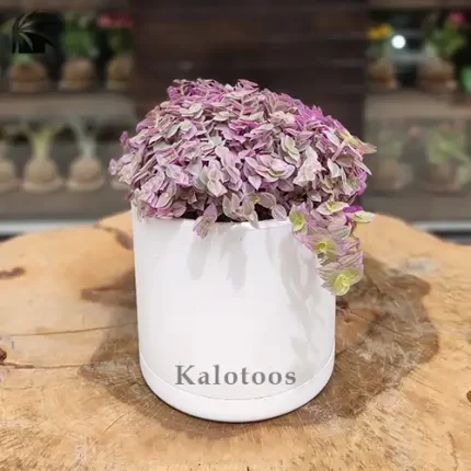 کالیسیا برگ بیدی