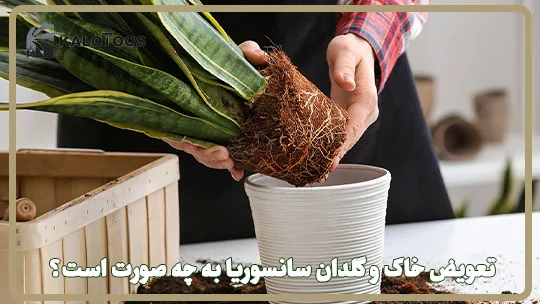 تعویض خاک و گلدان سانسوریا به چه صورت است؟