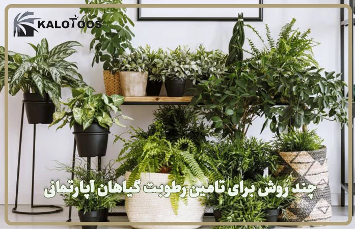 چند روش برای تامین رطوبت گیاهان آپارتمانی