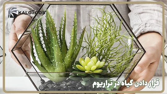 قرارگیری گیاه در تراریوم