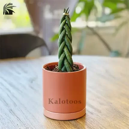 سانسوریا بافت