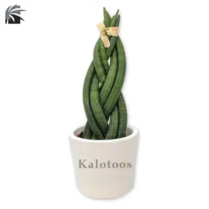 سانسوریا بافت