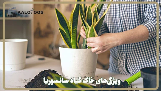 ویژگی‌های خاک گیاه سانسوریا