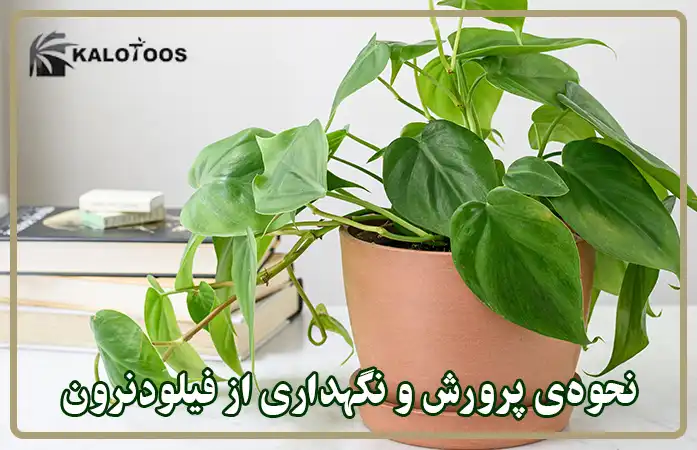 آشنایی با نحوه پرورش و نگهداری از گیاه فیلودندرون