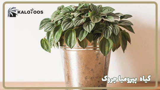 گیاه پرومیا چروک