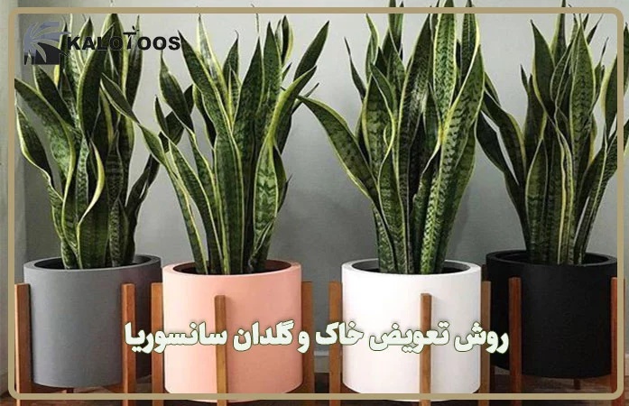 روش تعویض خاک و گلدان سانسوریا