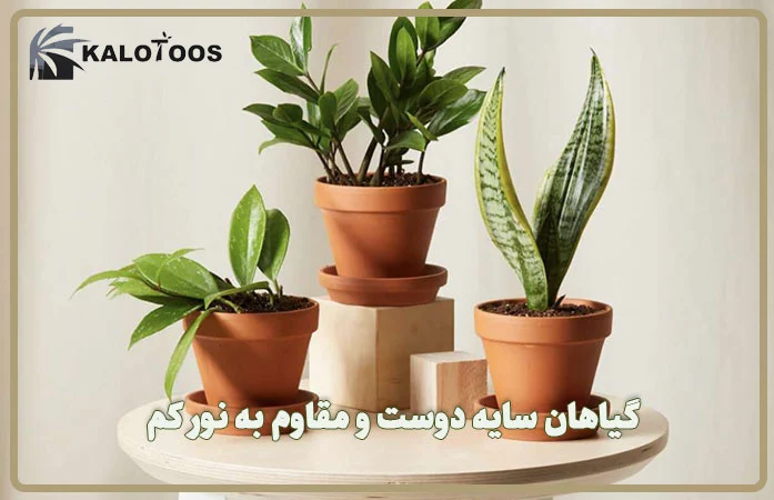 shade-loving-and-low-light-resistant-plants