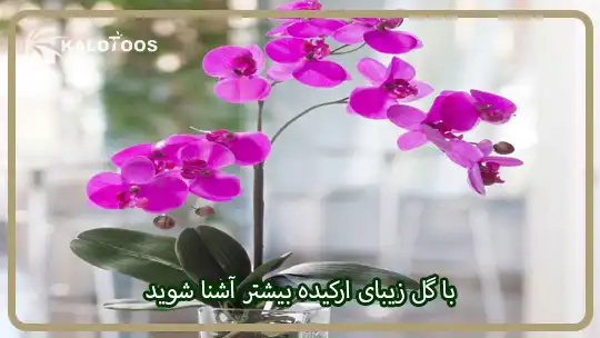 با گل زیبای ارکیده بیشتر آشنا شوید