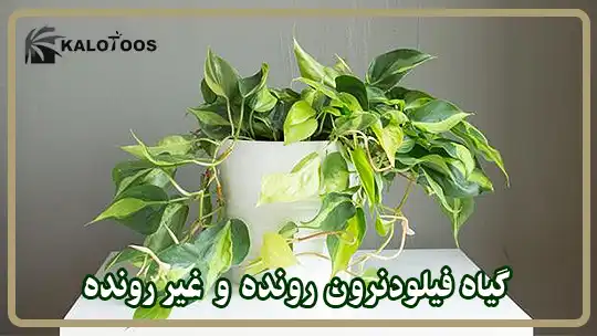 گیاه فیلودندرون رونده و غیر رونده