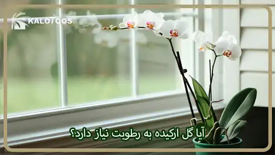 آیا گل ارکیده به رطوبت نیاز دارد؟