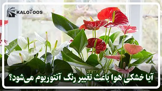 آیا خشکی هوا باعث تغییر رنگ گل آنتوریوم می‌شود؟