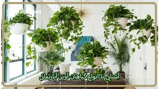 آشنایی با انواع گیاهان آویز آپارتمانی