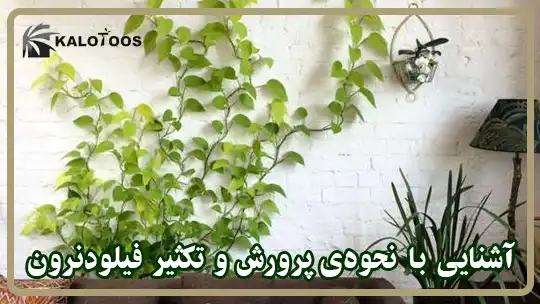 آشنایی با نحوه پرورش و تکثیر گیاه فیلودندرون