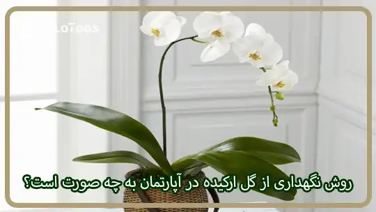 روش نگهداری از گل ارکیده در آپارتمان به چه صورت است؟