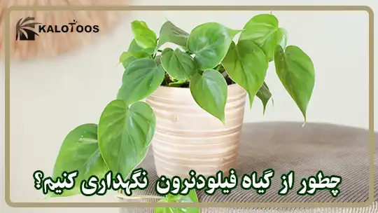 چطور از گیاه فیلودندرون نگهداری کنیم؟