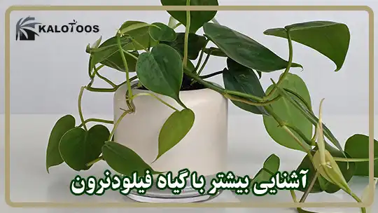 آشنایی بیشتر با گیاه فیلودندرون