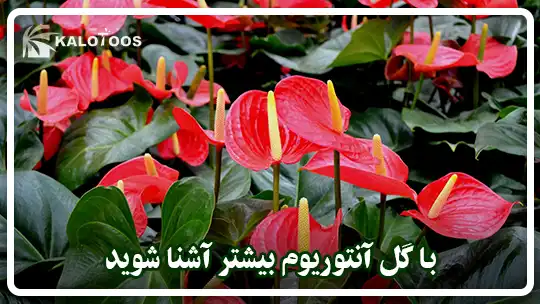 با گل آنتوریوم بیشتر آشنا شوید