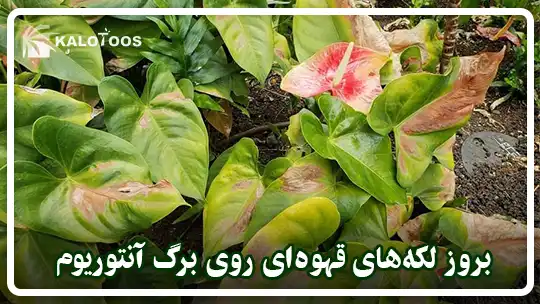 بروز لکه‌های قهوه‌ای بر روی برگ‌های آنتوریوم با حمله قارچ‌ها