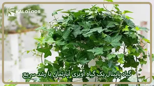 گیاه پاپیتال یک گیاه آویزی آپارتمانی با رشد سریع