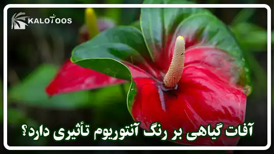 آیا آفات گیاهی می‌توانند بر روی رنگ گیاه آنتوریوم تاثیر بگذارند؟