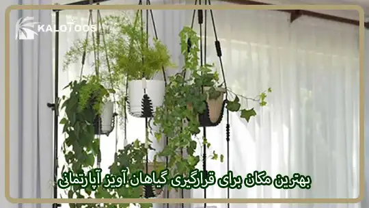 بهترین مکان برای قرارگیری گیاهان آویز آپارتمانی