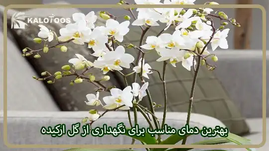 بهترین دمای مناسب برای نگهداری از گل ارکیده