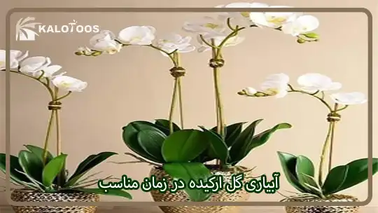 آبیاری گل ارکیده در زمان مناسب