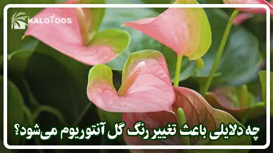 چه دلایلی باعث تغییر رنگ گل آنتوریوم می‌شود؟
