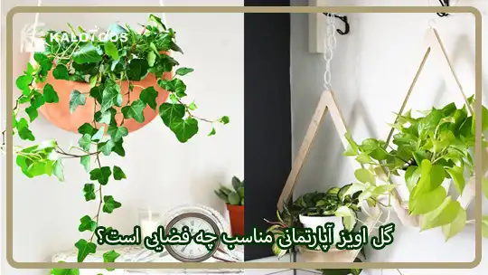 گل آویز آپارتمانی مناسب چه فضایی است؟