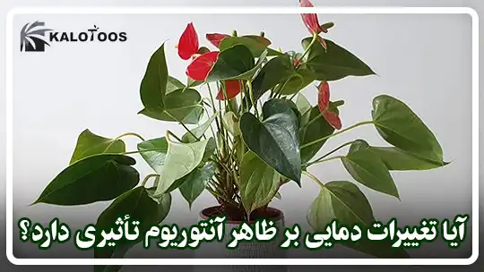 آیا تغییرات دمایی بر ظاهر گیاه آنتوریوم تاثیری دارد؟