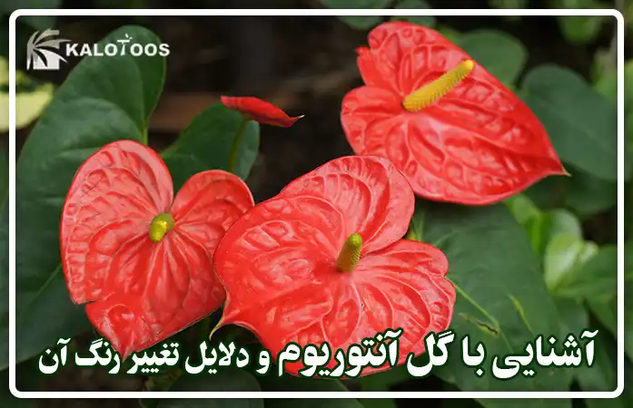 آشنایی با گل آنتوریوم و دلایل تغییر رنگ آن