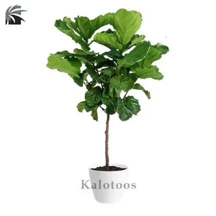 فیکوس لیراتا